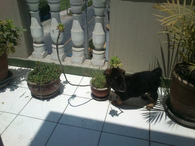 408703_10150446396587530_251048361_n