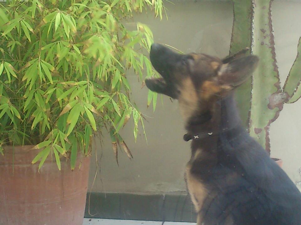 423437_10150542633592530_1227472587_n